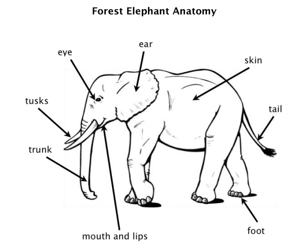 Elephants Are The Largest Animals That Live On Land The Average