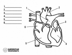 Heart Anatomy