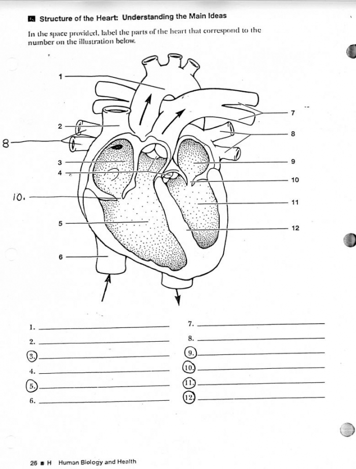 Heart Anatomy Worksheets 99Worksheets