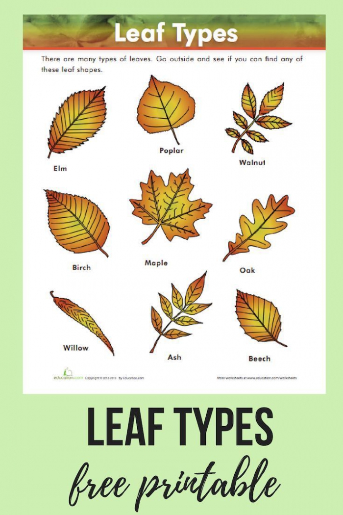 Types Of Leaves Worksheets | 99Worksheets