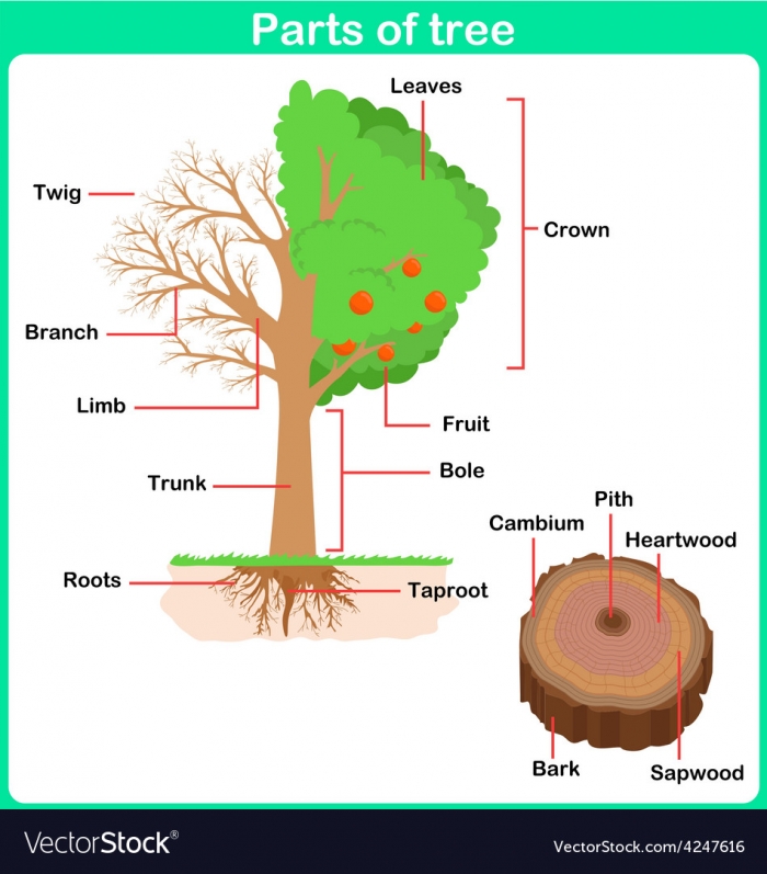 Leaning Parts Of Tree For Kids Worksheet Vector Image