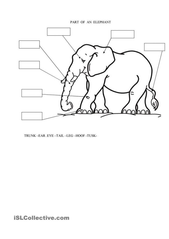 Parts Of An Elephant