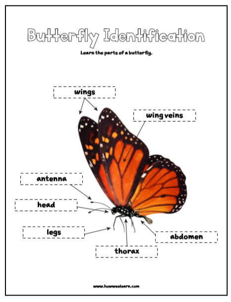 butterfly-anatomy-worksheets-99worksheets