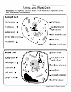 What Is A Cell?