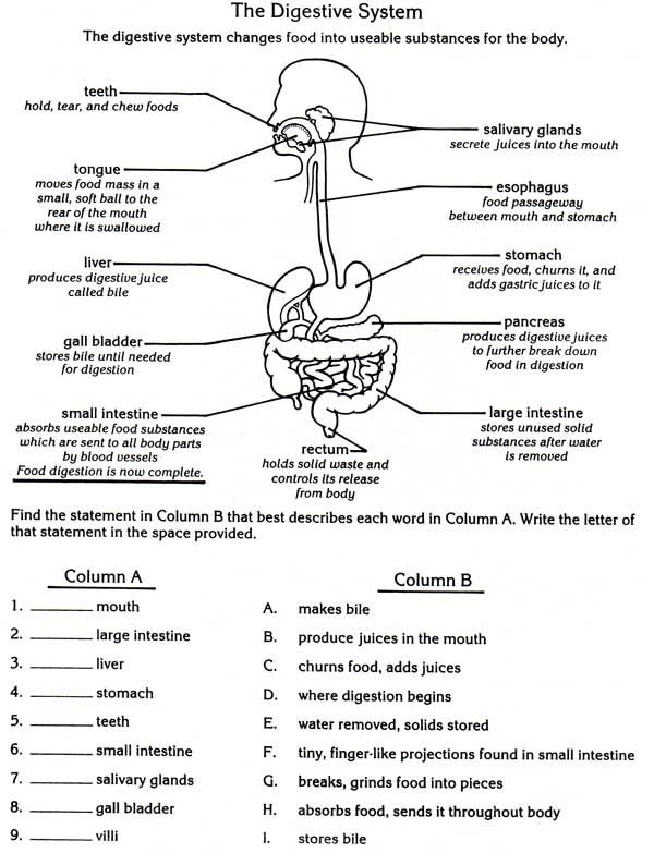 digestive system assignment sheet