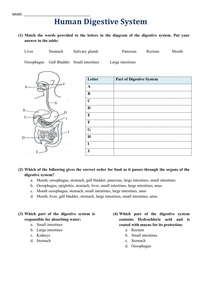 Human Digestion Worksheets | 99Worksheets