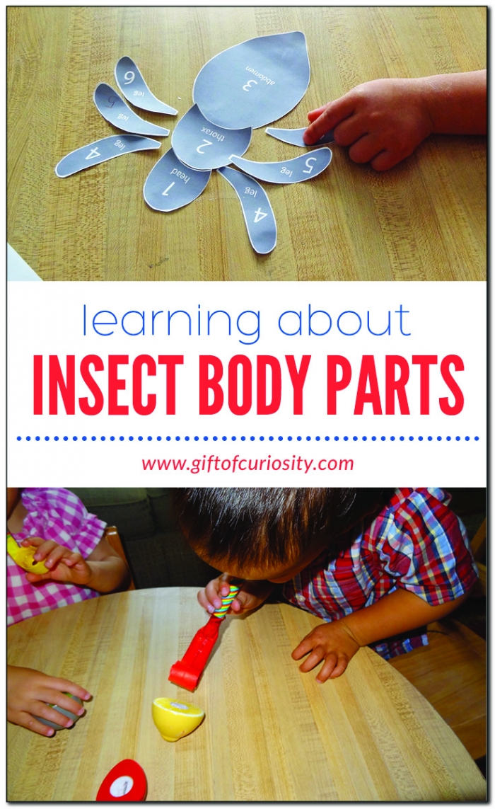 Insect Body Parts Worksheets 99Worksheets