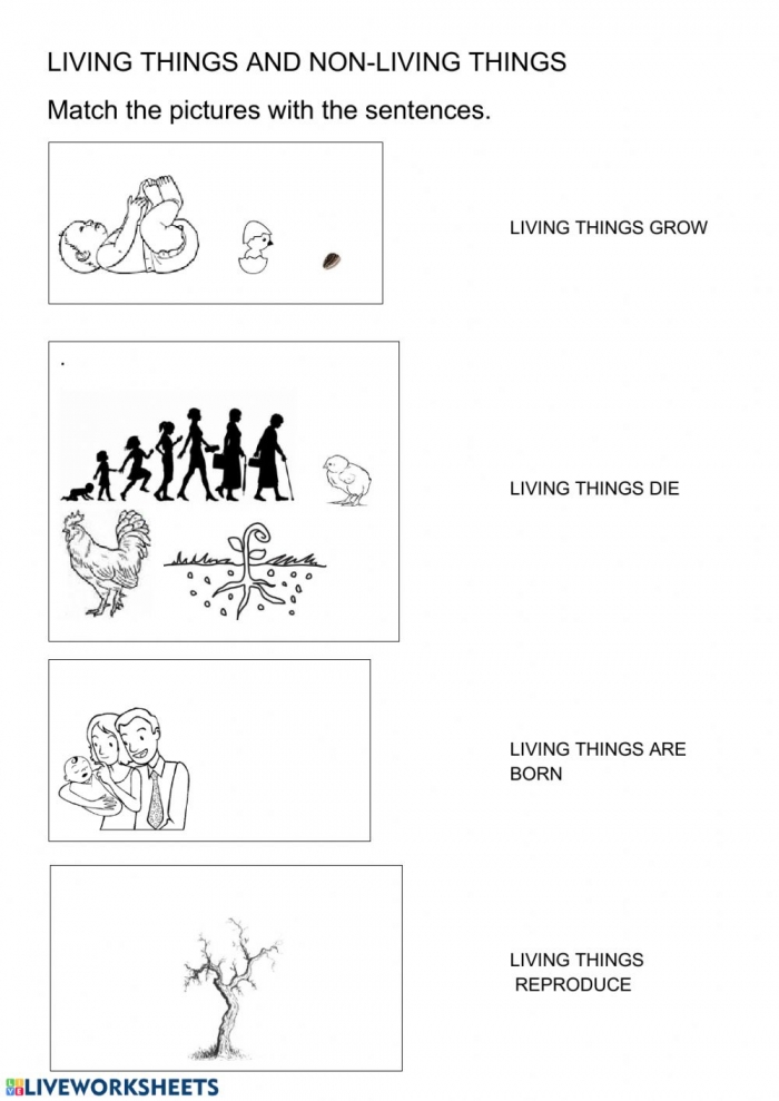 Living Things Characteristics Worksheet