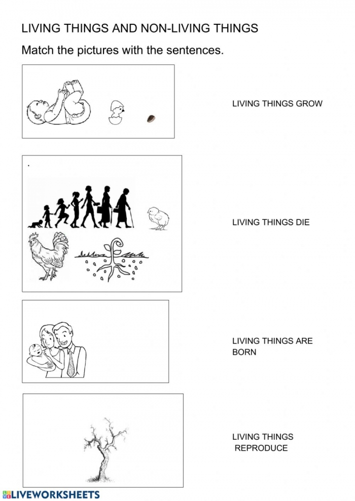 Living Things Worksheets 99worksheets