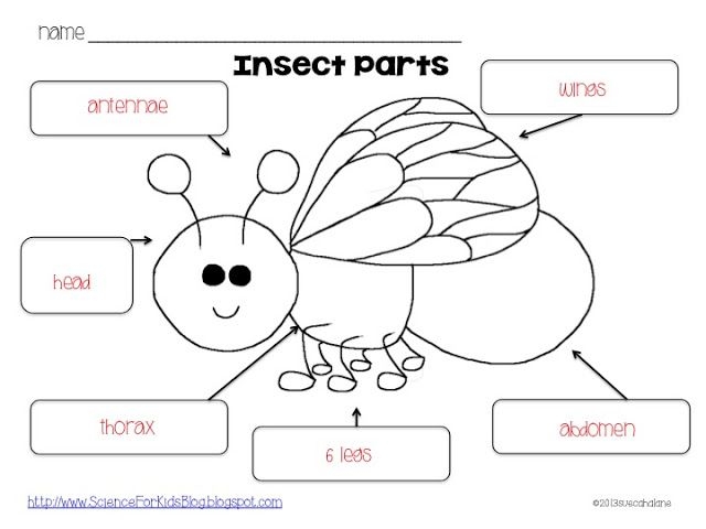 Free Printable Insect Body Parts Worksheet