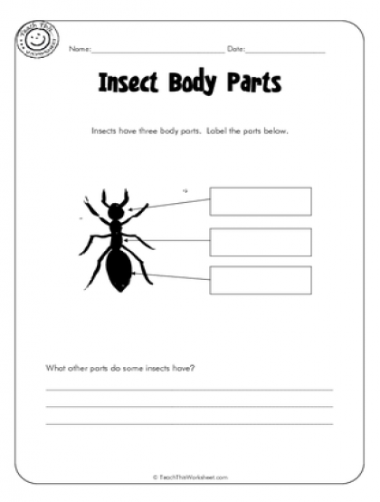 Insect Body Parts Worksheets | 99Worksheets