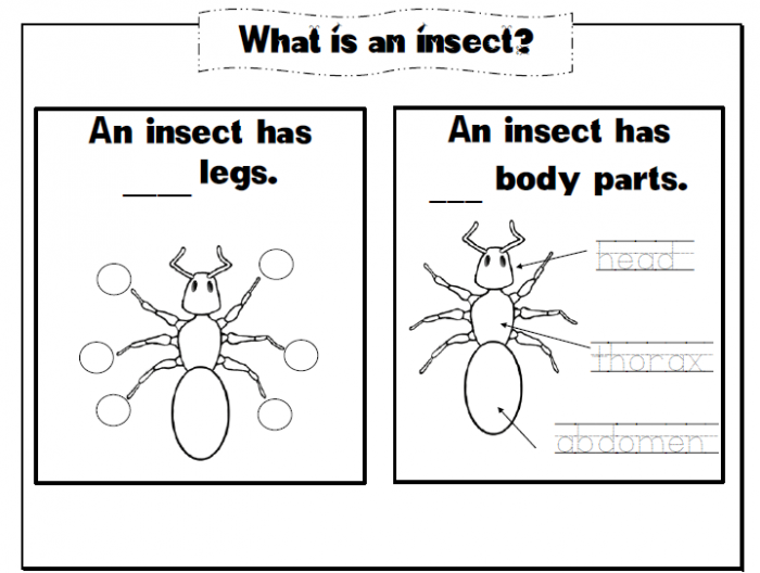 insect-body-parts-worksheets-99worksheets