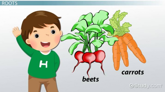 Plant Parts Lesson For Kids