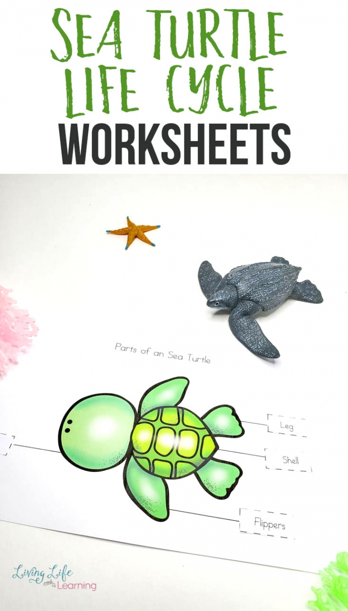 missing-the-main-topic-sea-turtles-worksheets-99worksheets