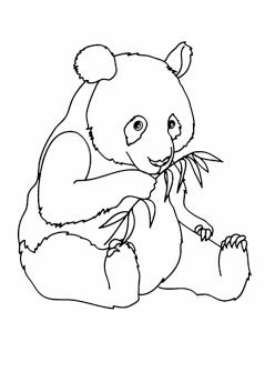 Baby Panda Coloring Page