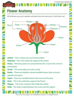 Anatomy Of A Flower