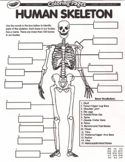 Human Skeletal System