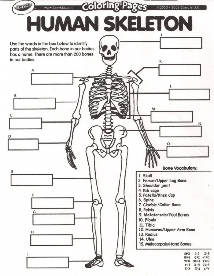 Free Printable Worksheets On The Skeletal System