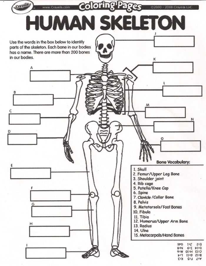 blank skeletal system