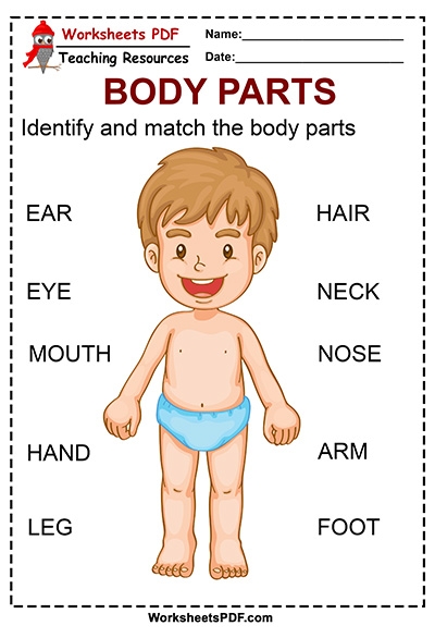 Free Printable Worksheets About Parts Of The Body