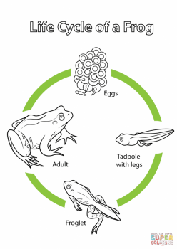 Color The Life Cycle: Frog