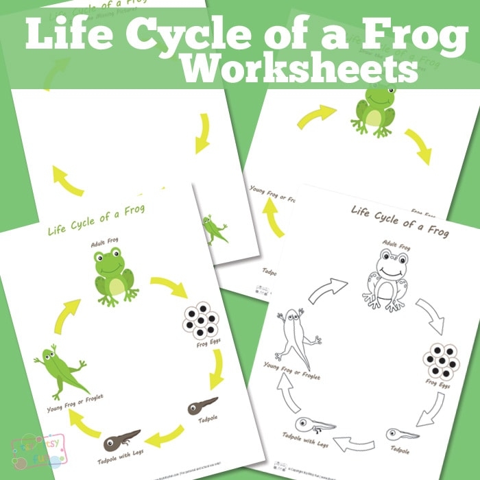 Life Cycle Of A Frog Worksheet