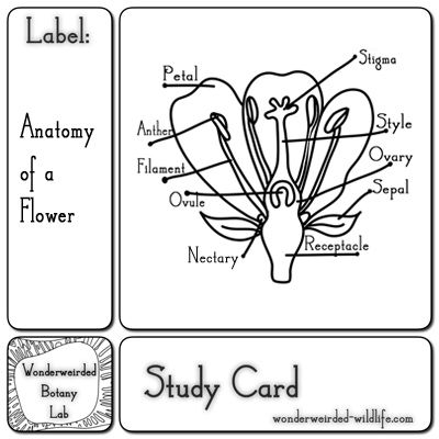 Pin On Earth Science   Biology