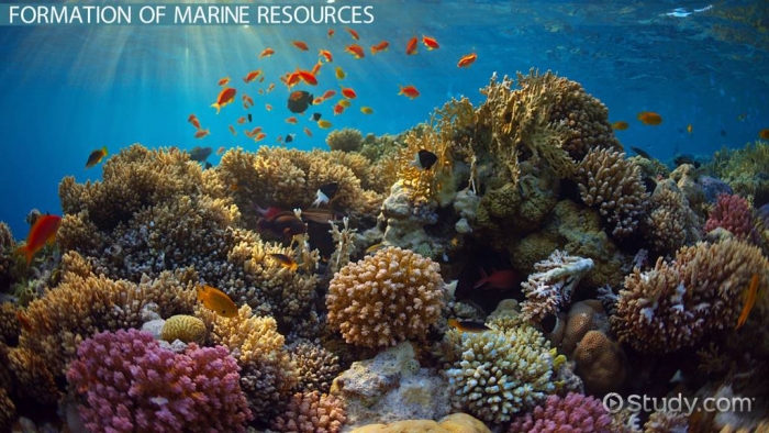 Marine Resources Characteristics  Formation   Management