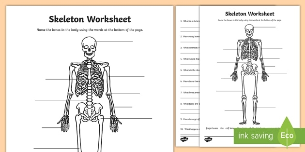 Parts Of The Human Skeleton Worksheet