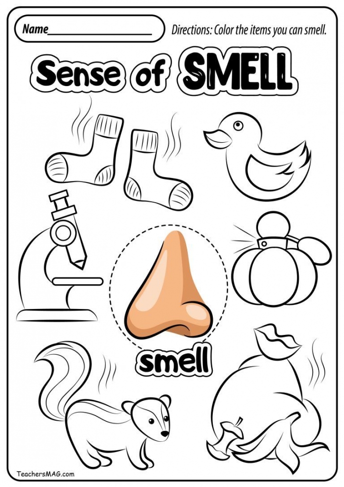 Sense Of Smell Worksheets | 99Worksheets