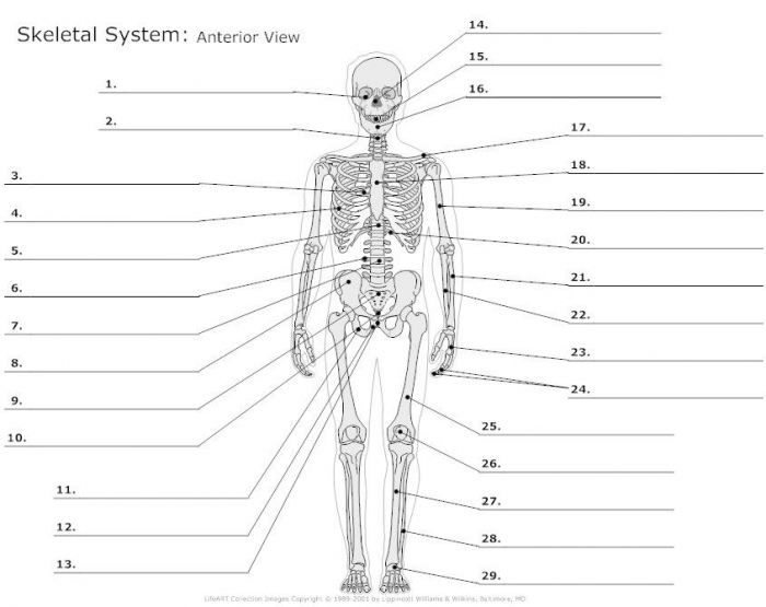 skeleton-diagram-worksheets-99worksheets