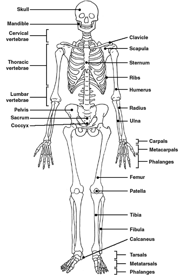 Skeleton Diagram Worksheets | 99Worksheets