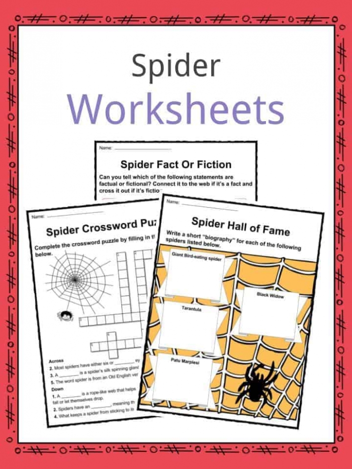 Spider Facts  Worksheets  Species   Habitat Information For Kids