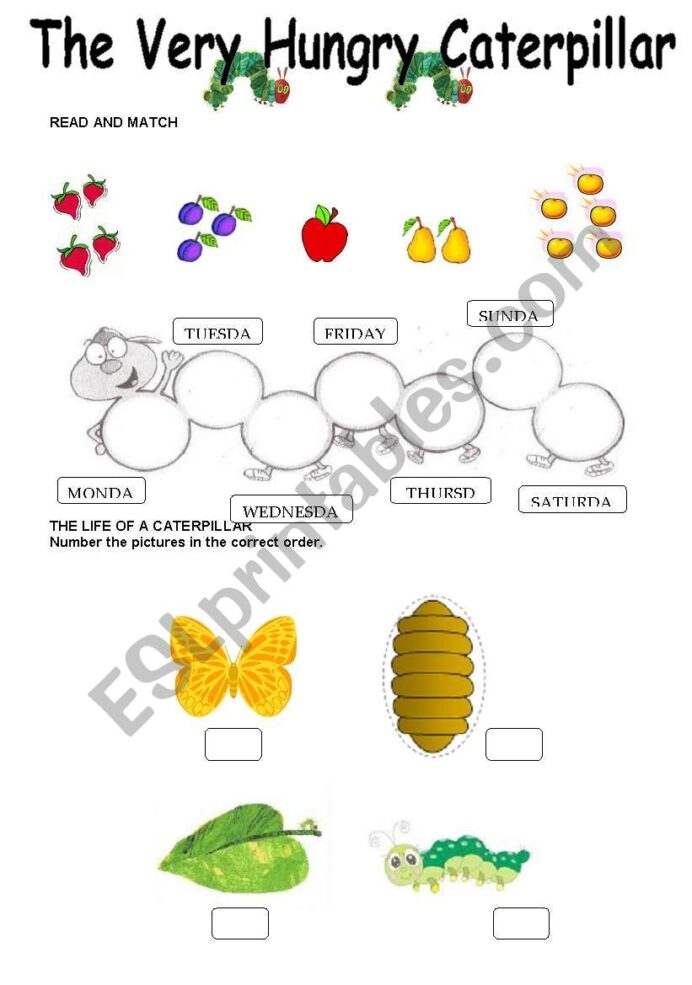 The Very Hungry Caterpillar Worksheet Esl By Worksheets Basic