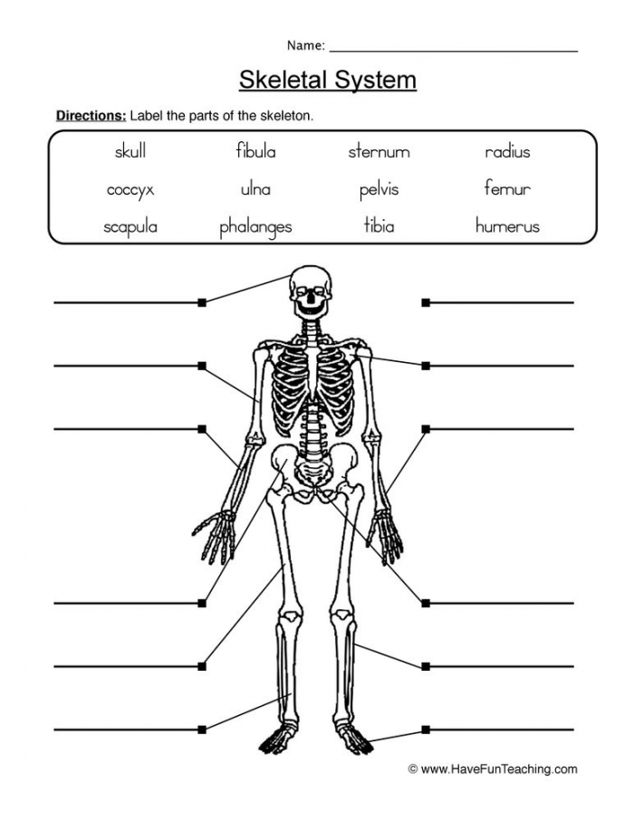 skeleton-diagram-worksheets-99worksheets