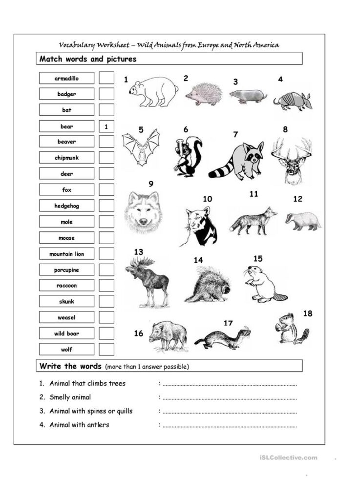 Vocabulary Matching Worksheet Wild Animals From Europe North