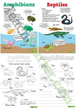 Amphibians And Reptiles