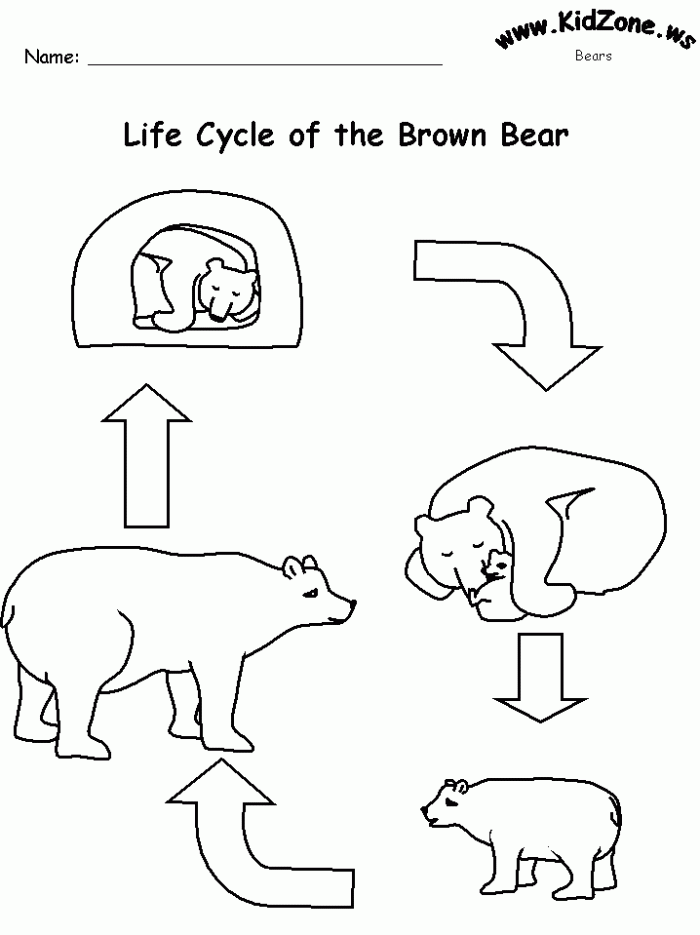 Bear Worksheets