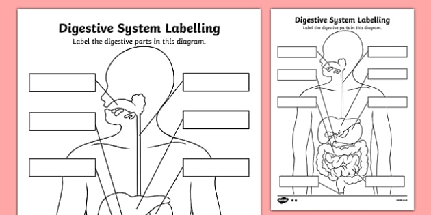 what-is-digestion-worksheets-99worksheets