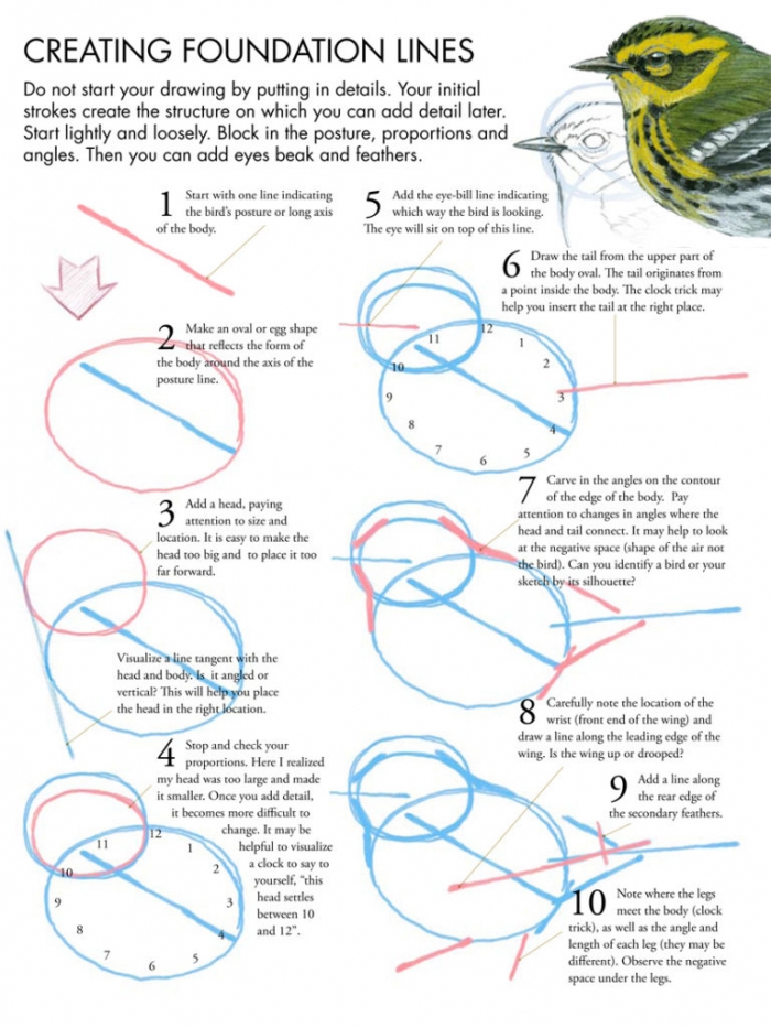 Drawing Birds Tutorial  John Muir Laws