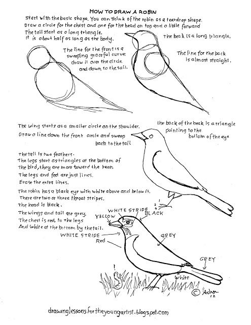 How To Draw Worksheets For The Young Artist How To Draw A Robin