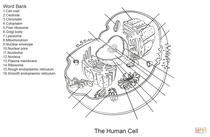 Human Cell Worksheet Coloring Page