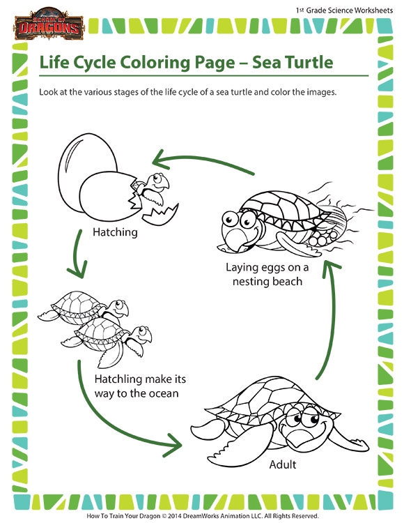 Life Cycle Coloring Page