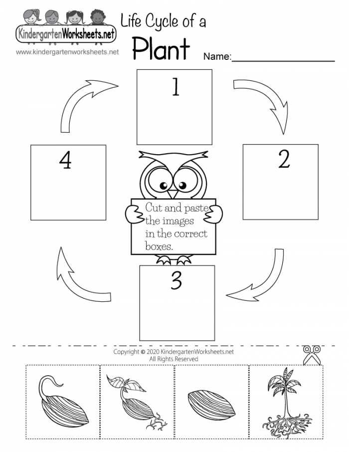 Life Cycle Of A Plant Worksheet For Kindergarten