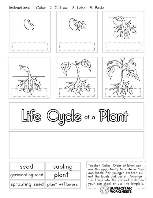 Plant Life Cycle Worksheets 99Worksheets