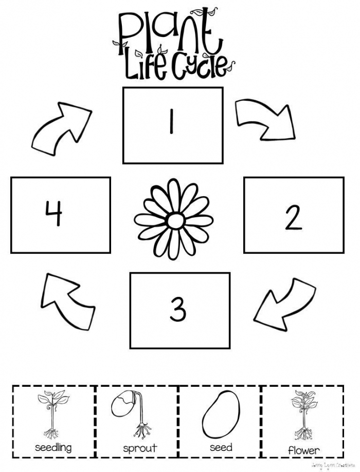Preschool Level Plant Life Cycle Worksheet Plantskindergarten
