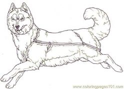 Dog Sled Coloring Page