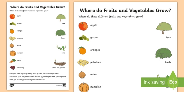 Where Do Fruits And Vegetables Grow Worksheet  Worksheet