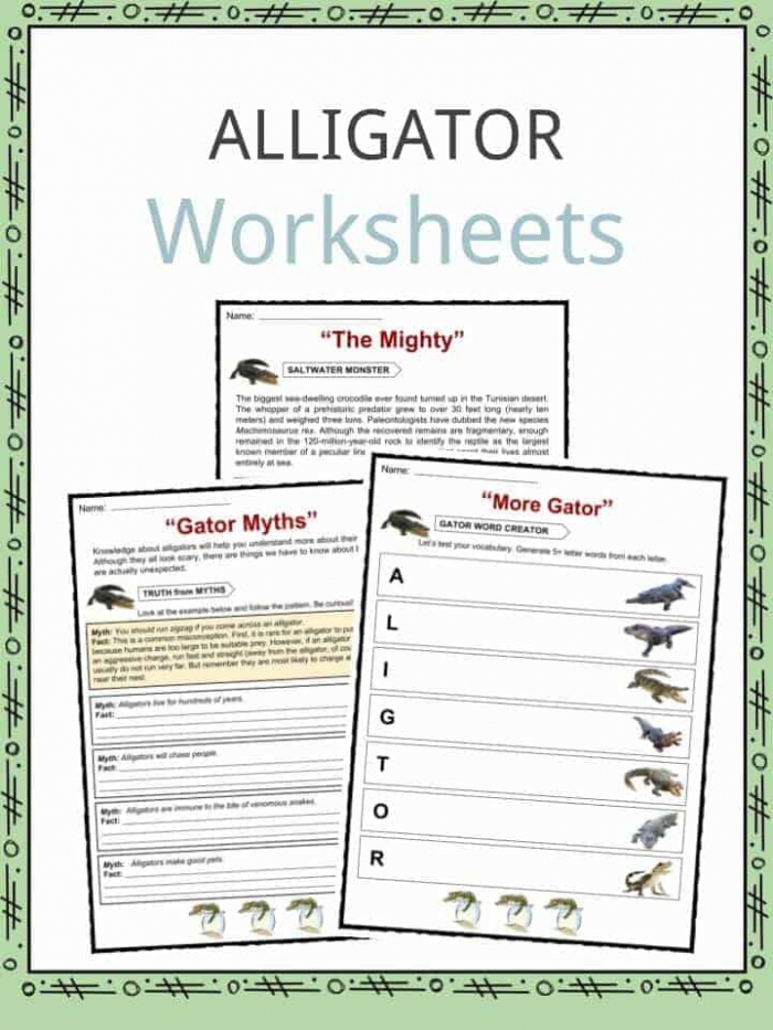 Alligator Facts  Worksheets   Habitat Information For Kids