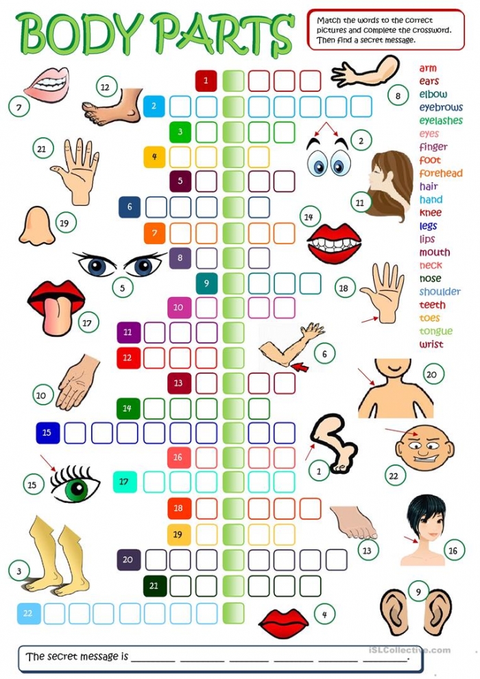 Body Parts